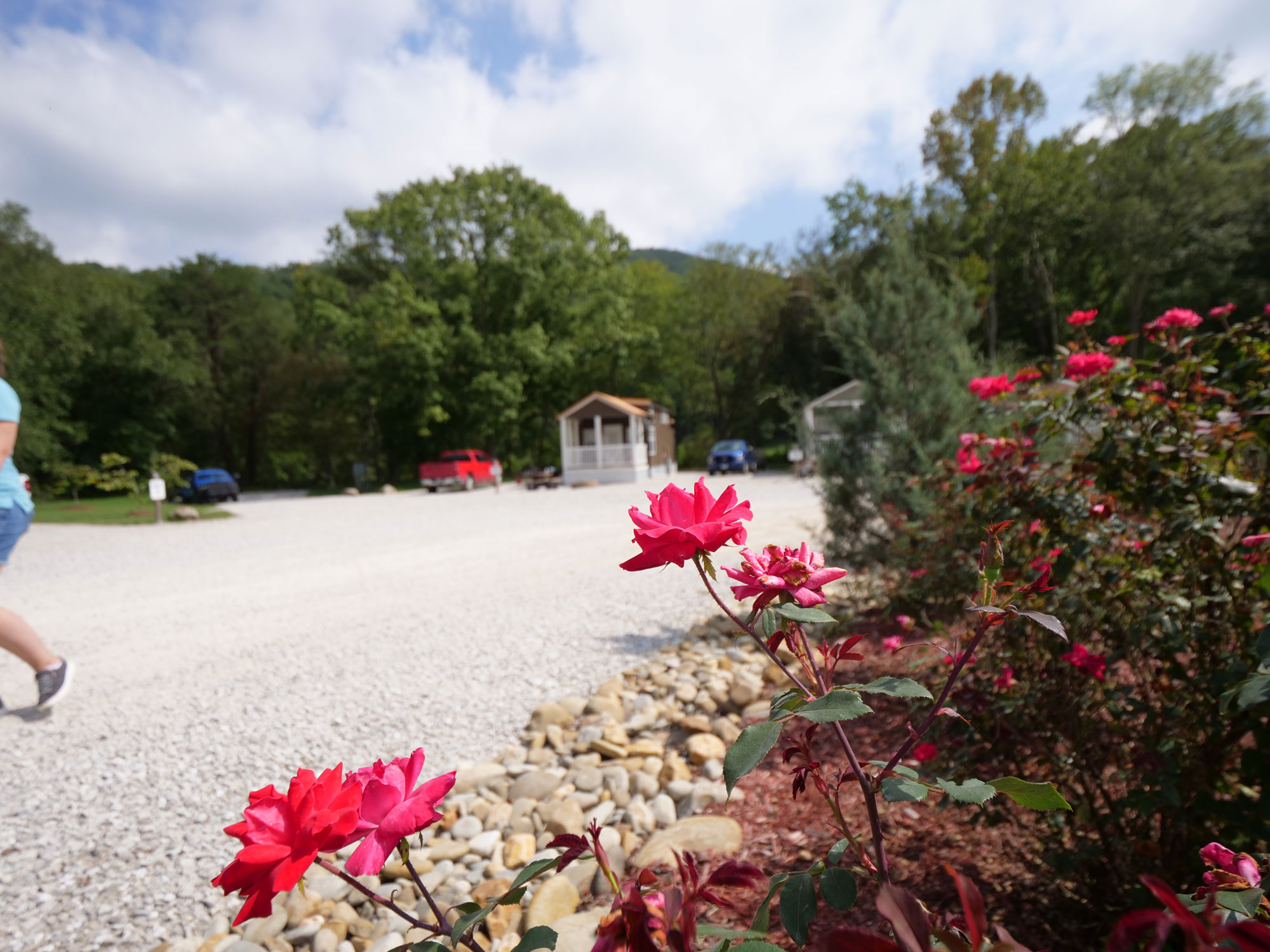 Roses by the cabins